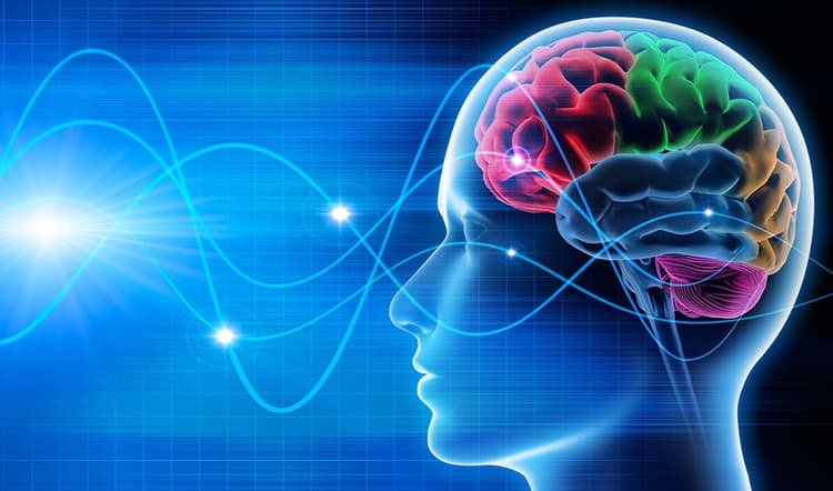 Neuromarketing in Web Design: How the Brain Makes Purchase Decisions