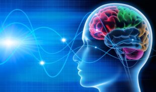 Neuromarketing in Web Design: How the Brain Makes Purchase Decisions